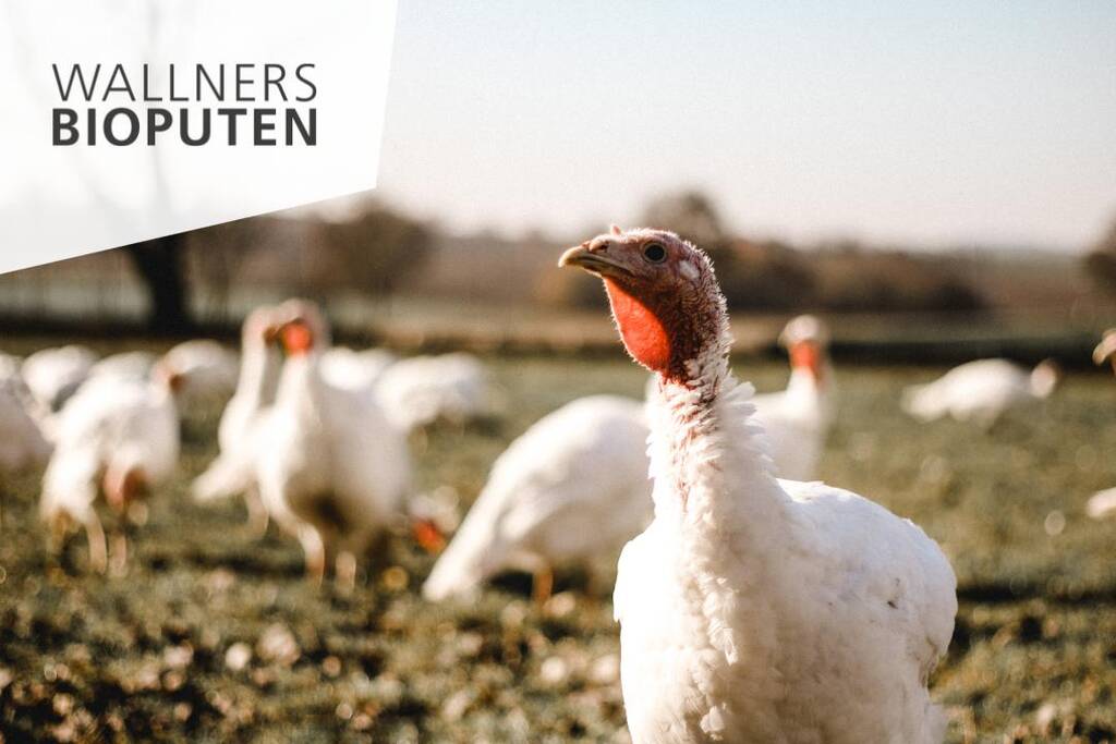 bio-metzgerei-muenchen-zu-tisch-wallners-bioputen-logo